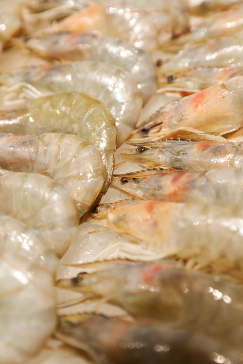 海蝦水產(chǎn)蝦海鮮美食攝影圖 st攝影